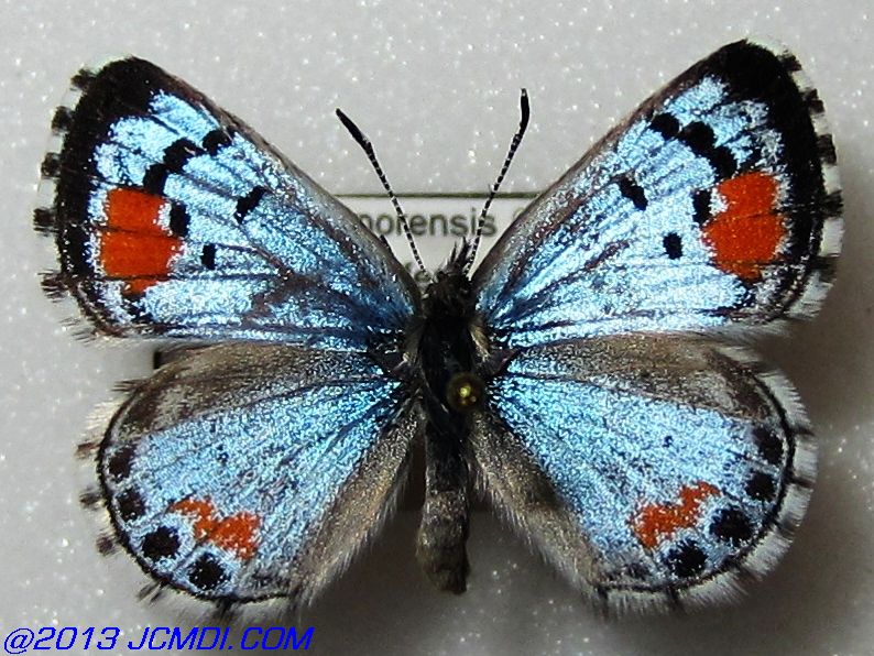 Philotes sonorensis (Sonoran Blue) butterfly life cycle image